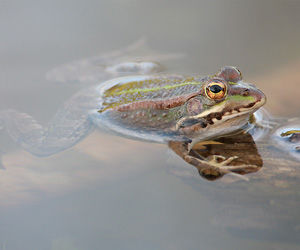 Herbicida utilizado comúnmente convierte a ranas macho en hembras