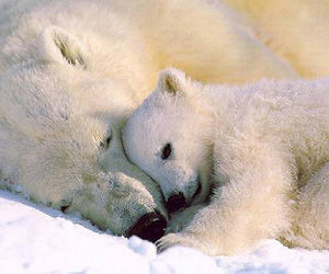 Oso polar en peligro de extinción