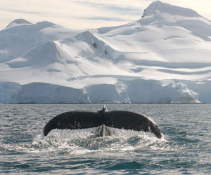 Concentración récord de ballenas en la Antártica