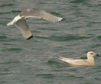 Migración aves marinas