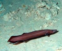 Hallan especie de anguila con características primitivas