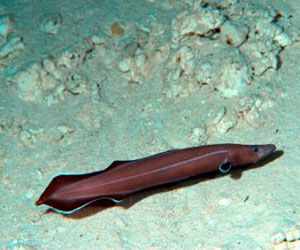 Hallan especie de anguila con características primitivas