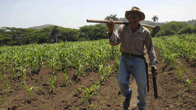 Más de 900 mil hectáreas que estaban ociosas fueron puestas en explotación en Cuba en los últimos tres años, en virtud del decreto-ley 259, que otorga tierras en usufructo a quienes deseen trabajarla. Foto: AIN