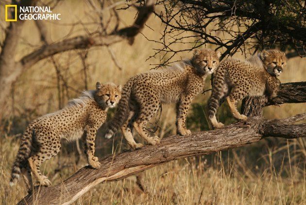 "Los tres cachorros de guepardo en la Reserva Phinda Game,provincia de KwaZulu-Natal, Sudáfrica, jugaban alrededor de su madre vigilante cuando, uno tras otro, se treparon a la rama de un árbol y se alinearon en una hermosa pose, como si dijeran:" ¡estamos listos para el horario estelar !”. Fotografía cortesía Dumith Fernando/National Geographic 