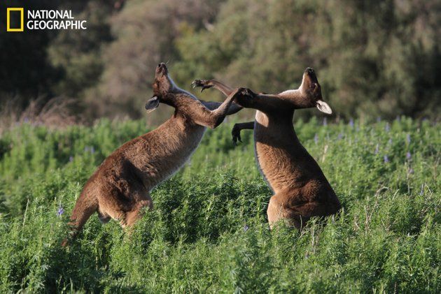 "Con la llegada de la primavera, los canguros grises machos luchan por establecer su lugar en la multitud". Fotografía cortesía de Robert McLean/National Geographic 