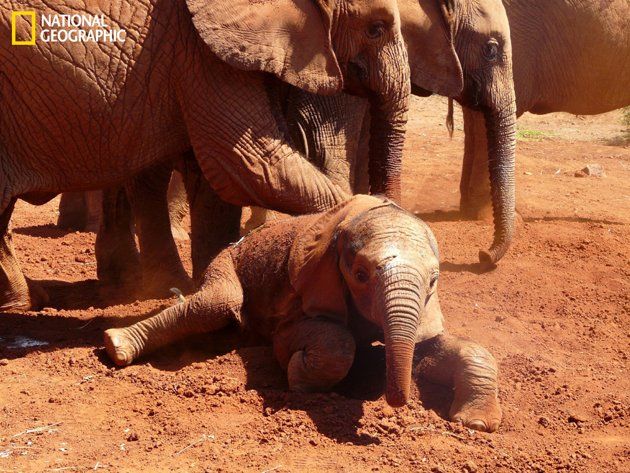 "En el orfanato para elefantes en Nairobi, Kenia, un bebé elefante juega durante una hora mientras el público observa. Dejarse caer, hacer cabriolas, y cargar un tronco ayudan al pequeño a gastar un poco de energía y proporcionan una gran diversión a los espectadores”. Fotografía cortesía de Patricia Mulkeen/National Geographic
