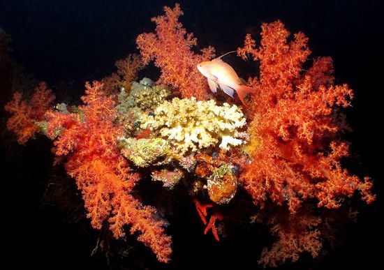 Imagen tomada en el Mar Rojo de un antias cola de lira (Pseudanthias squamipinnis) en su jardín de coral (Dendronephthya sp. y Acropora sp.). Primer premio en la categoría "Ecosistemas y comunidades". Photo Credit: Simon Greenstreet.