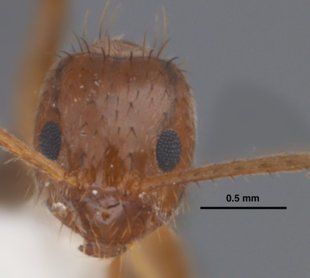 Vista frontal de su cabeza (AP Photo/Mississippi State Entomological Museum, Joe MacGown)