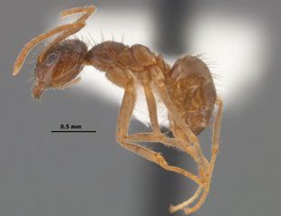 Un ejemplar de la especie ampliada (AP Photo/Mississippi State Entomological Museum, Joe MacGown)