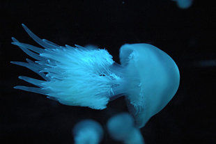 Medusa azul. (Thinkstock)