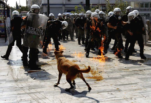 Sausage, el perro callejero griego que participa en las protestas. Foto: REUTERS/Yannis Behrakis