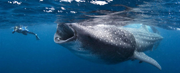 Esta imagen alucinante muestra un buzo que casi fue tragado por un tiburón ballena en un frenesí de alimentación (por suerte, sólo plancton era el menú). La foto fue tomada en Isla Mujeres, México, donde más de 600 de las criaturas de 40 pies de convergencia que se alimentan de desove del atún.