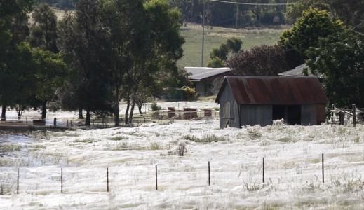 Miles de arañas invaden pueblo en Australia obligando a sus habitantes a evacuar