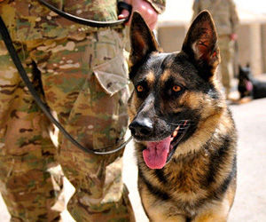 El ejército británico mata a más de 800 perros que sirvieron en Afganistán