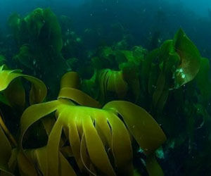 Día Mundial de los Océanos: se destruyen los bosques submarinos
