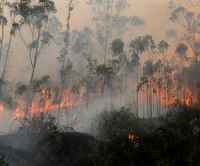 Unas 10 mil hectáreas han sido arrasadas por incendios en Ecuador.