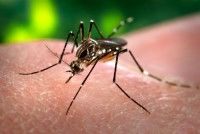 La situación internacional y en Cuba en relación con las enfermedades transmitidas por los mosquitos co­mo el dengue, chikungunya y zika estarán en la Mesa Redonda.