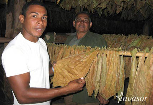 Yoenis prepara el sembrado de tabaco en Cuba