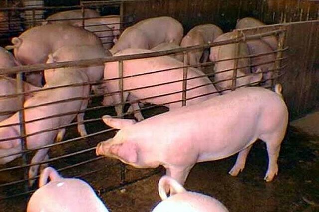 Más de 200 expertos de 16 países debaten sobre genética y reproducción de cerdos