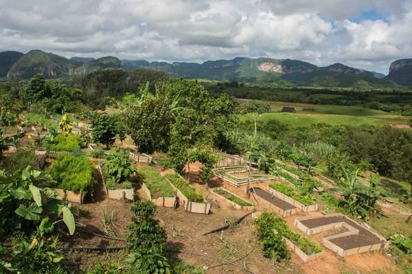El encuentro, convocado por la Asociación Cubana de Técnicos Agrícolas y Forestales, constituye el escenario propicio para intercambiar entorno a las fortalezas y debilidades. Foto: ACN