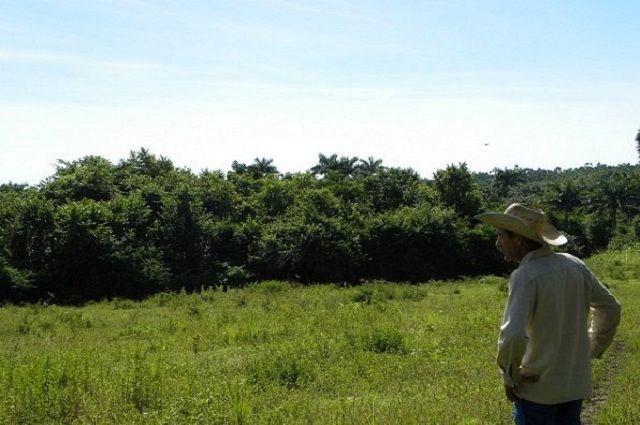 Roberto Guzmán obtuvo 11,42 hectáreas (ha) de tierras en usufructo por el Decreto Ley 300 en el año 2015