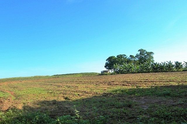 Roberto Guzmán prepara las tierras para el sembrado de maíz, tabaco y otros cultivos